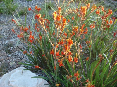 Anigozanthos